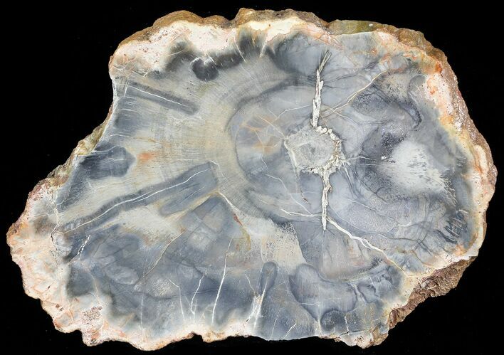 Petrified Wood (Araucaria) Slab - Madagascar #71952